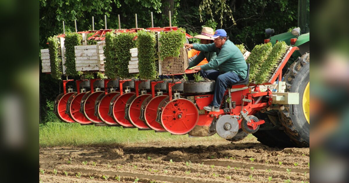 Wilson County tobacco growers ‘ahead of schedule’ - Restoration NewsMedia